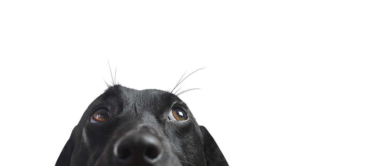 Closeup of a Black Dog
